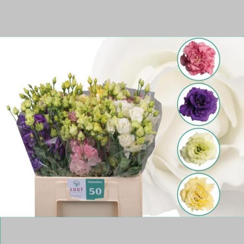 Eustoma Mixta, 72 cm, Pachet (10 buc.)  